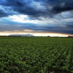 Pontinia (LT), paesaggio della campagna