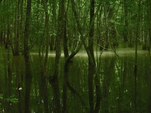 Paesaggio palustre